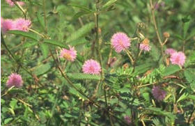 maiyalab.jpg